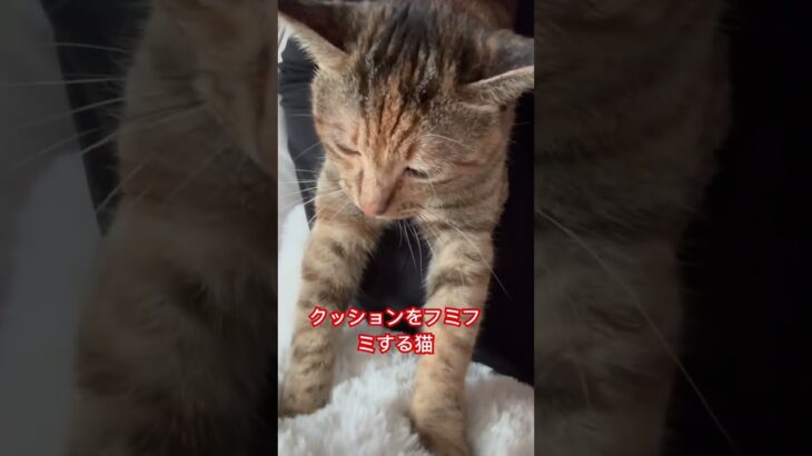 クッションをフミフミする猫#猫 #可愛い猫 #癒し