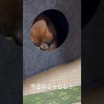 【ハプニング】猫大好き！今日のじゃらし！！