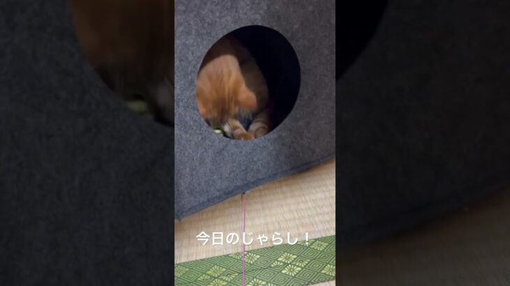 【ハプニング】猫大好き！今日のじゃらし！！