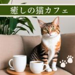 癒しの猫カフェ
