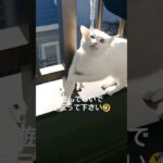 洗濯干してたら。。🐈️☀️いたずらっ子#子猫