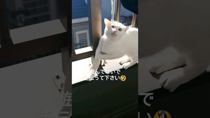 洗濯干してたら。。🐈️☀️いたずらっ子#子猫