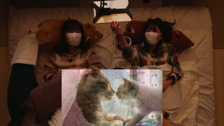 かわいい猫動画を観ながら心地よく眠る企画に挑戦！？ 【桑原由気・高田憂希  ゆうきんち 切り抜き】