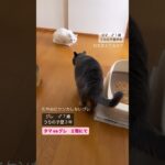 【グレvsタマ】 #cat #癒し動画 #シャルトリュー #保護猫達の日常