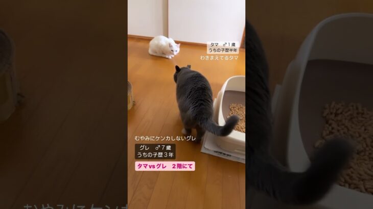 【グレvsタマ】 #cat #癒し動画 #シャルトリュー #保護猫達の日常