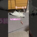 人間みたいに会話する愛猫がおもしろ可愛いwww #猫 #ねこ動画 #ねこ #猫動画 #ねこのいる生活 #ねこ部 #保護猫 #猫のいる暮らし #ぬこ #おしゃべり #おしゃべりペット #shrots