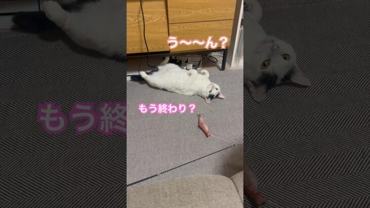 人間みたいに会話する愛猫がおもしろ可愛いwww #猫 #ねこ動画 #ねこ #猫動画 #ねこのいる生活 #ねこ部 #保護猫 #猫のいる暮らし #ぬこ #おしゃべり #おしゃべりペット #shrots