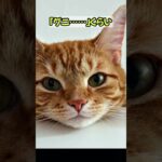 ＃『猫あるある』猫の面白雑学７選＃16 #猫＃子猫＃癒やし＃あるある