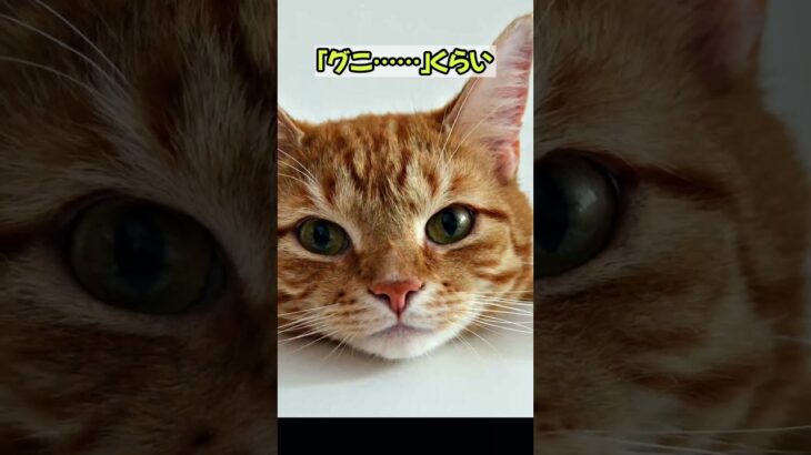 ＃『猫あるある』猫の面白雑学７選＃16 #猫＃子猫＃癒やし＃あるある