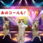 【改良版】猫ミーム第2弾作りました  猫ミーム ドルヲタの1日 【その弐】  トラブル編