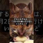 #子猫 #猫 #猫の面白雑学#猫が１２支に入っていない理由＃20