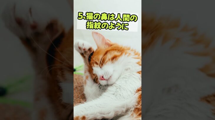 ＃子猫＃猫＃猫の面白雑学＃30＃ #cat＃かわいい＃癒し