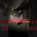警戒心強すぎる猫33#おすすめ #cat #ねこ#愛しい#猫#short#shorts#shortvideo #zoo#japan#japanese#cats #おもしろ#癒し#ペット#日本
