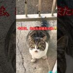 警戒心強すぎる猫34 #おすすめ #cat #愛しい #ねこ #保護猫 #野良猫#short#shorts#shortvideo#zoo#猫#おもしろ#癒し#ペット#cats