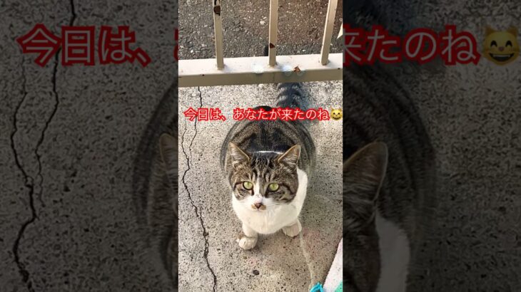 警戒心強すぎる猫34 #おすすめ #cat #愛しい #ねこ #保護猫 #野良猫#short#shorts#shortvideo#zoo#猫#おもしろ#癒し#ペット#cats