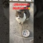 警戒心強すぎる猫36#shorts#short#shortvideo  #おすすめ #cat #ねこ#おもしろ#cats#癒し#zoo#gatos#猫#おもしろ#野良猫