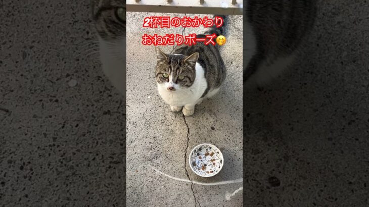 警戒心強すぎる猫36#shorts#short#shortvideo  #おすすめ #cat #ねこ#おもしろ#cats#癒し#zoo#gatos#猫#おもしろ#野良猫