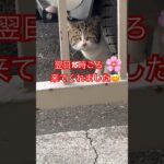 警戒心強すぎる猫37#おもしろ#おすすめ#癒し#ねこ#cat #cats#shortvideo #ショート #ショート動画#shortvideo