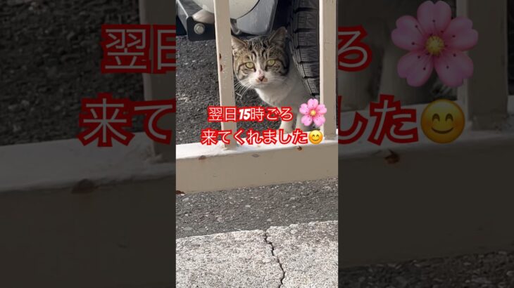 警戒心強すぎる猫37#おもしろ#おすすめ#癒し#ねこ#cat #cats#shortvideo #ショート #ショート動画#shortvideo