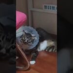 【爆笑】笑ったら負け！かわいい犬と猫のおもしろい瞬間大連発その4 #shorts#cute#cat#prank#trending#funnyvideo #犬#猫#かわいい#おもしろ#ハプニング#dog