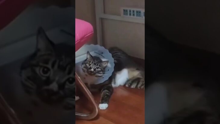 【爆笑】笑ったら負け！かわいい犬と猫のおもしろい瞬間大連発その4 #shorts#cute#cat#prank#trending#funnyvideo #犬#猫#かわいい#おもしろ#ハプニング#dog