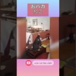 【爆笑】笑ったら負け！おバカな猫がかわいい大連発その4 #shorts#cute#cat#prank#trending#funnyvideo #犬#猫#かわいい#おもしろ#ハプニング#dog