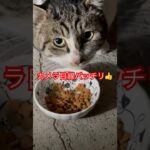 警戒心強すぎる猫42#short#shorts #shortvideo#おもしろ#おすすめ#癒し#猫#ねこ#猫動画#野良猫#zoo #japan#日本#ショート