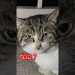 警戒心強すぎる猫44#shorts #short #japan#おもしろ#おすすめ#癒し#猫 #zoo