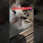 人懐っこい猫#5#shorts#short#shortvideo# #おすすめ#癒し#zoo#猫動画#猫#cat #cats#gatos #おもしろ#動物