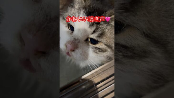 人懐っこい猫#5#shorts#short#shortvideo# #おすすめ#癒し#zoo#猫動画#猫#cat #cats#gatos #おもしろ#動物