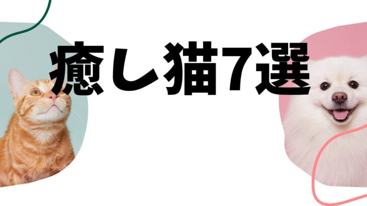 [癒し]とろ～んとする癒し猫厳選7選