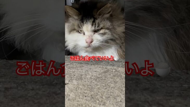 人懐っこい猫#7#shorts#short#shortvideo#japan#日本#おもしろ#おすすめ#ショート#癒し#野良猫#cat#cats#zoo#猫#ねこ#猫動画 #もふもふ#モフモフ