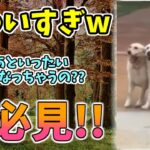 【動物おもしろ】猫・犬・動物の爆笑アフレコ！ハプニングだらけの犬、猫がおもしろすぎた集 Vol.１００