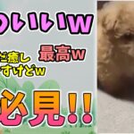 【動物おもしろ】猫・犬・動物の爆笑アフレコ！ハプニングだらけの犬、猫がおもしろすぎた集 Vol.１０２