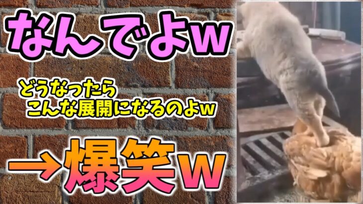 【動物おもしろ】猫・犬・動物の爆笑アフレコ！ハプニングだらけの犬、猫がおもしろすぎた集 Vol.１０５