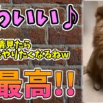 【動物おもしろ】猫・犬・動物の爆笑アフレコ！ハプニングだらけの犬、猫がおもしろすぎた集 Vol.１０６