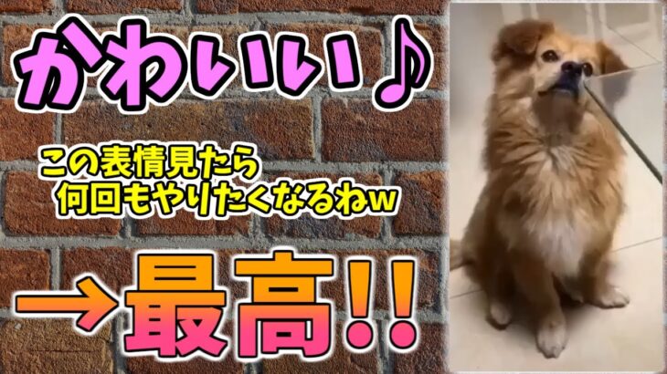 【動物おもしろ】猫・犬・動物の爆笑アフレコ！ハプニングだらけの犬、猫がおもしろすぎた集 Vol.１０６