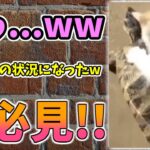 【動物おもしろ】猫・犬・動物の爆笑アフレコ！ハプニングだらけの犬、猫がおもしろすぎた集 Vol.１１０