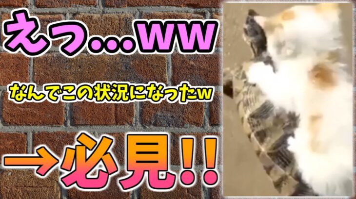 【動物おもしろ】猫・犬・動物の爆笑アフレコ！ハプニングだらけの犬、猫がおもしろすぎた集 Vol.１１０