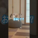 【つきまろ】うわうわ子猫 #cat