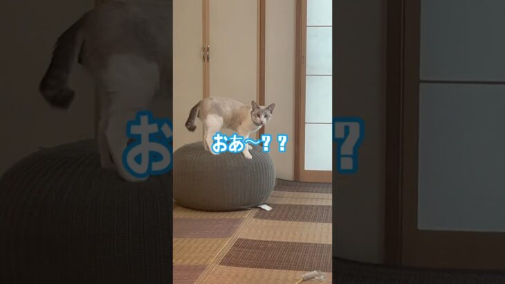 【つきまろ】うわうわ子猫 #cat