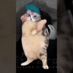 平沢進な猫　#猫ミーム #cat #猫マニ #memes #猫おもしろ動画集 #shortvideo #平沢進