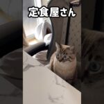 定食屋さん #猫 #cat #猫かわいい #シャムトラ #猫動画 #ねこ #shorts