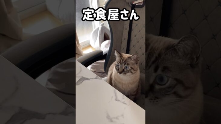 定食屋さん #猫 #cat #猫かわいい #シャムトラ #猫動画 #ねこ #shorts