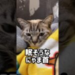 眠そうな にゃま首 #猫 #猫かわいい #cat #シャムトラ #猫動画 #猫動画 #shorts