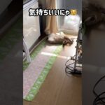 気持ちいいにゃ😽 #猫 #cat #猫かわいい #シャムトラ #ねこ #猫動画 #shorts