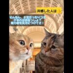 【みんなのあるある(政治と金)】#あるある#保護猫 #おもしろ#ネタ#cat#野良猫#爆笑#癒し#ギャグ#JAPAN#国民の怒り #tv #cute #catbreeds