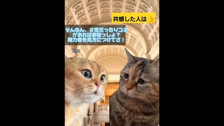 【みんなのあるある(政治と金)】#あるある#保護猫 #おもしろ#ネタ#cat#野良猫#爆笑#癒し#ギャグ#JAPAN#国民の怒り #tv #cute #catbreeds