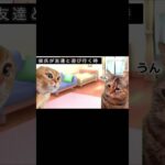 彼氏が遊びに行く時のダルい私#猫ミーム#shorts #ねこ #おもしろ