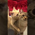 子猫のハグにとまどう猫　#shorts  #ねこ動画  #こねこ #スコティッシュフォールド